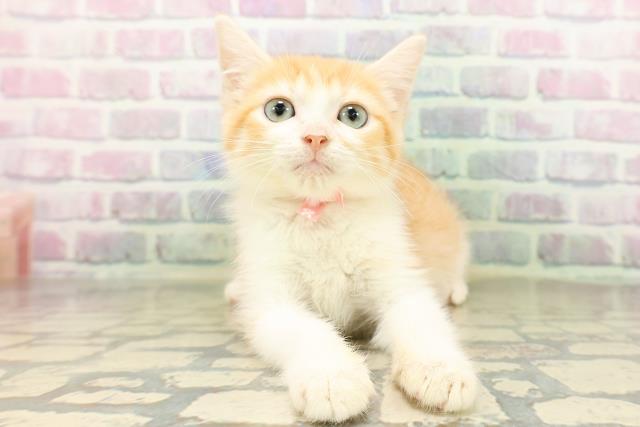 マンチカン（長足）