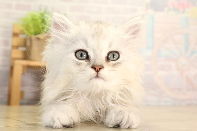 ペルシャ