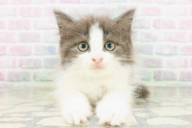ノルウェージャン・フォレストキャット