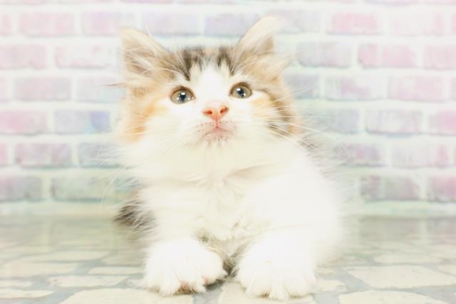 ノルウェージャン・フォレストキャット