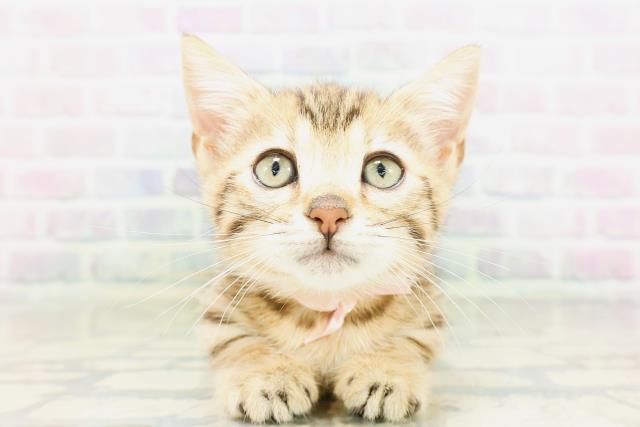 ジェネッタ