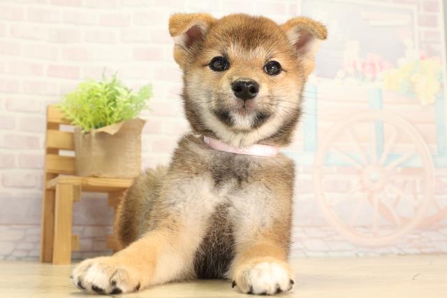 柴犬