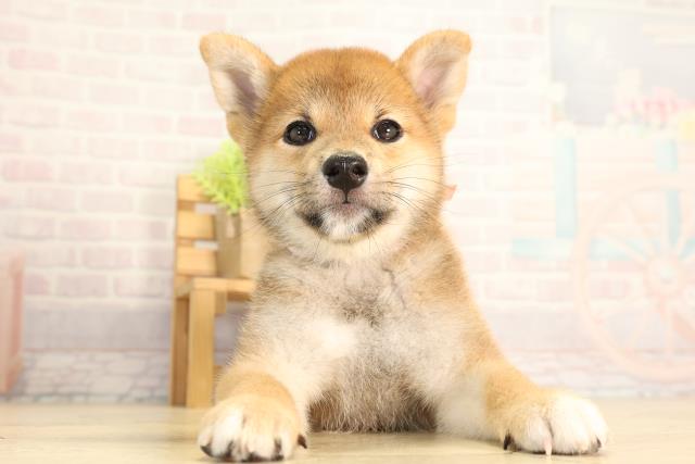 柴犬