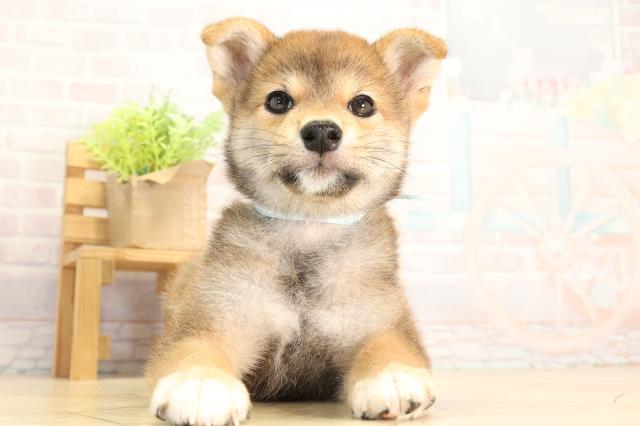 柴犬
