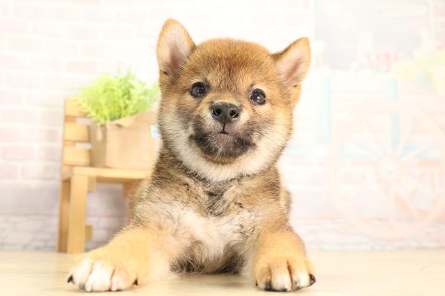 柴犬