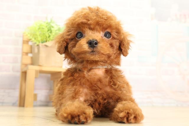 トイ・プードル