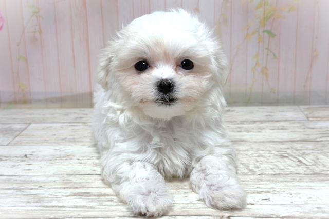 マルチーズ