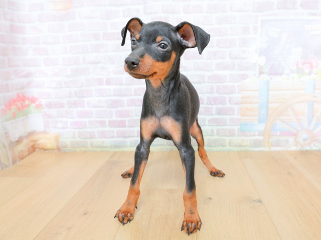 ミニチュア・ピンシャー