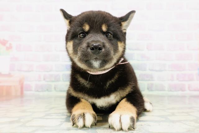 柴犬
