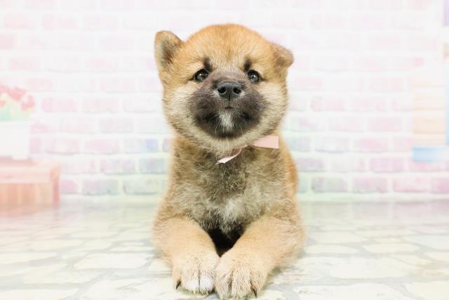 柴犬