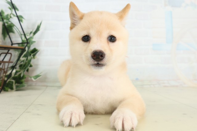 豆柴