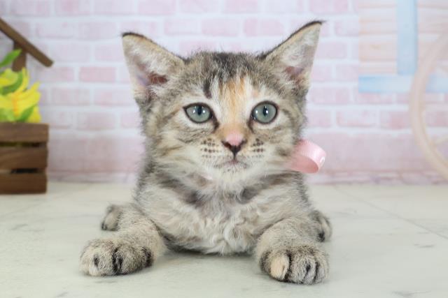 MIX（猫）