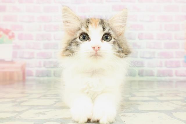 ノルウェージャン・フォレストキャット