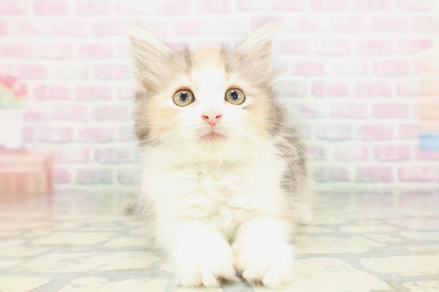 ノルウェージャン・フォレストキャット