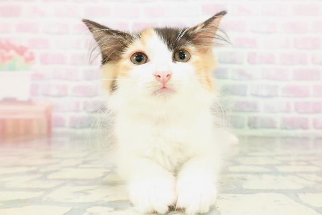 ノルウェージャン・フォレストキャット