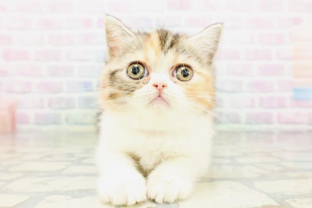 エキゾチック