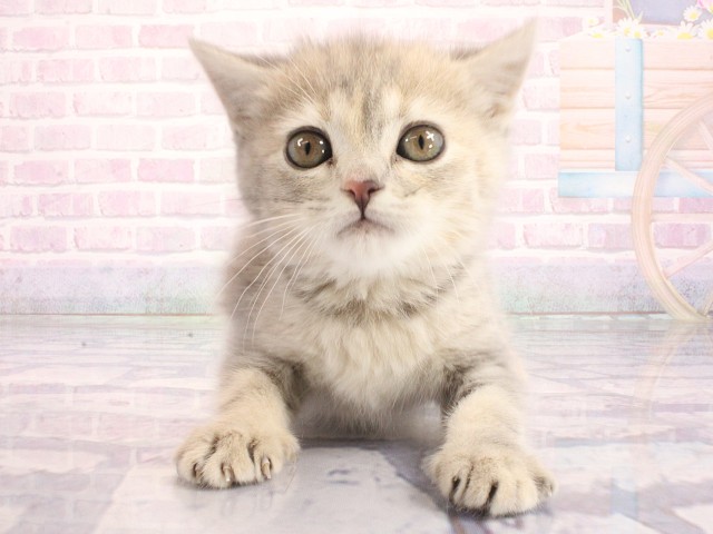 マンチカン（長足）