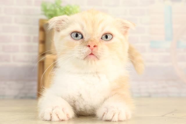 スコティッシュフォールド