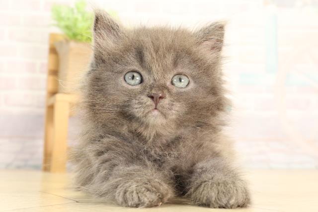 ラガマフィン