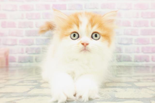 エキゾチック