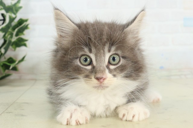 ノルウェージャン・フォレストキャット