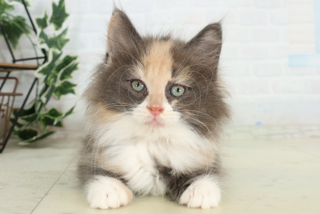 ノルウェージャン・フォレストキャット