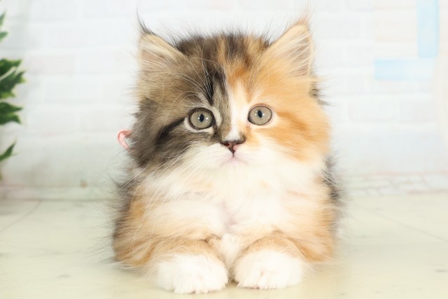 ミヌエット（長足）