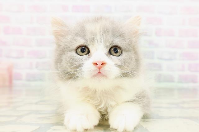 ブリティッシュロングヘアー