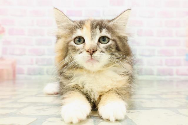 ノルウェージャン・フォレストキャット