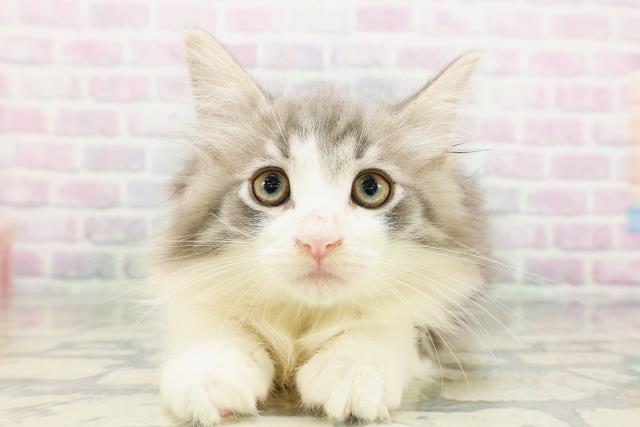 ノルウェージャン・フォレストキャット