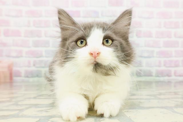 ノルウェージャン・フォレストキャット