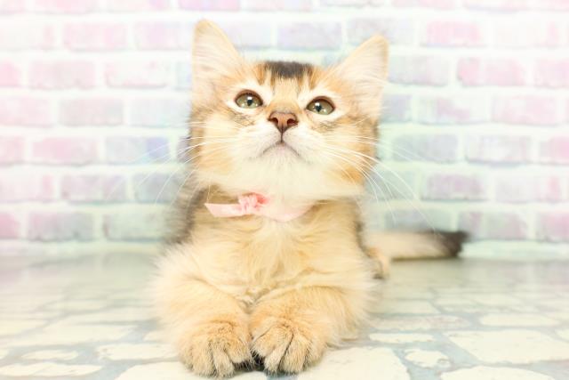 ソマリ