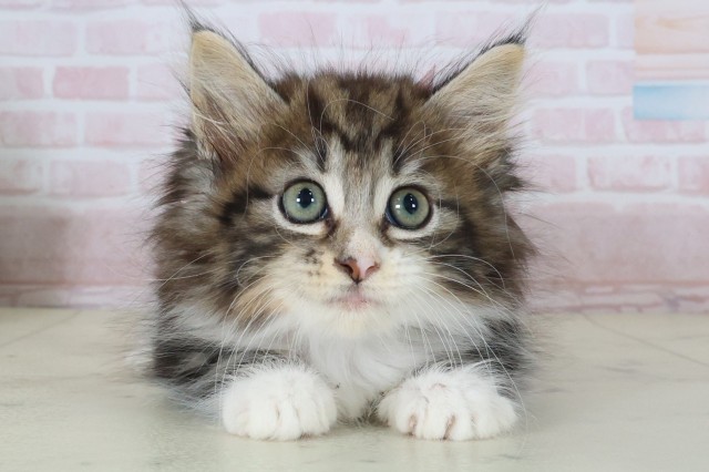 ノルウェージャン・フォレストキャット