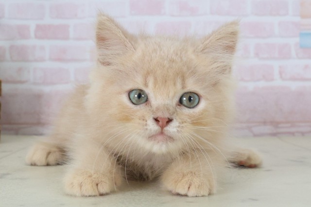 MIX（猫）