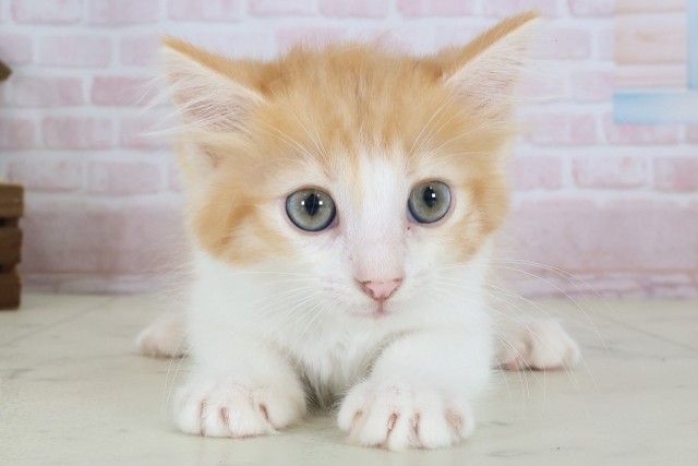 ノルウェージャン・フォレストキャット
