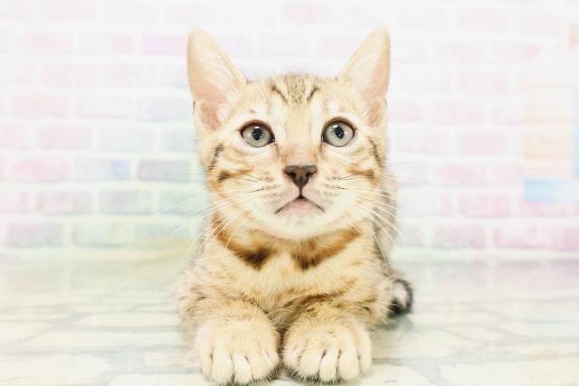 ベンガル
