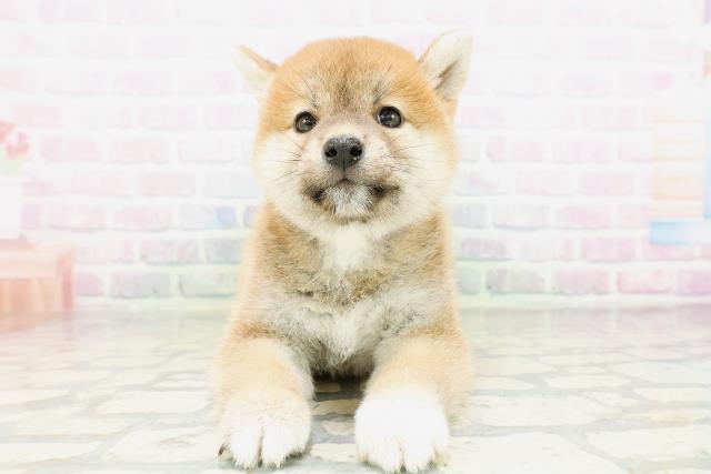 柴犬