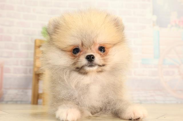 ポメラニアン