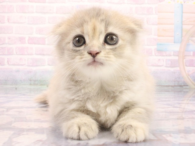 スコティッシュフォールド