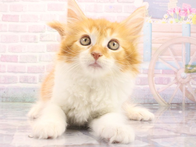 メインクーン