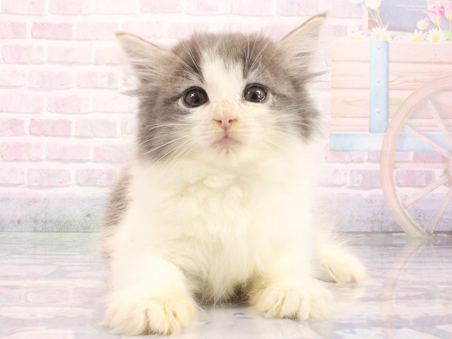 ノルウェージャン・フォレストキャット