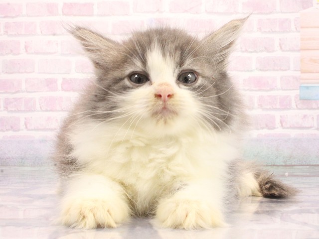 ノルウェージャン・フォレストキャット