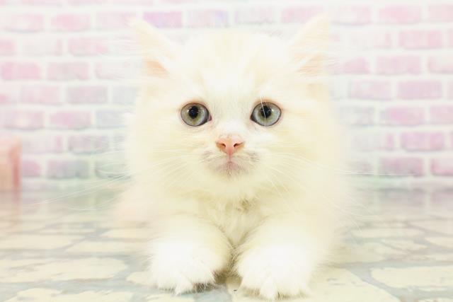 ミヌエット（長足）