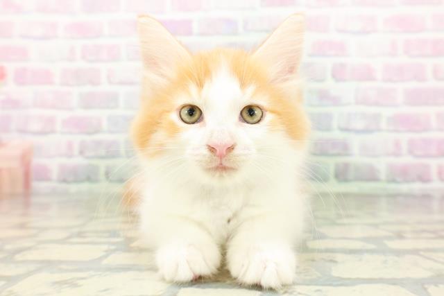ノルウェージャン・フォレストキャット