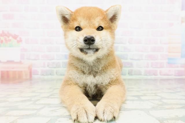 柴犬