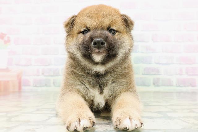 柴犬