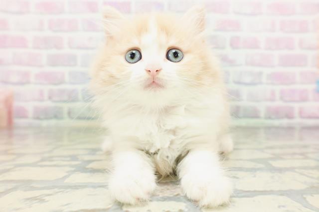 マンチカン（長足）