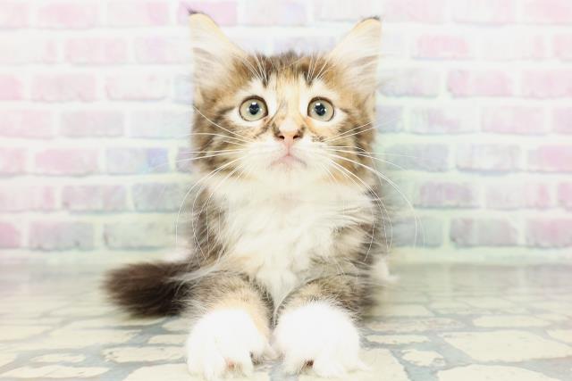 ノルウェージャン・フォレストキャット