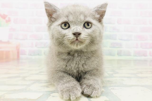 ブリティッシュショートヘアー
