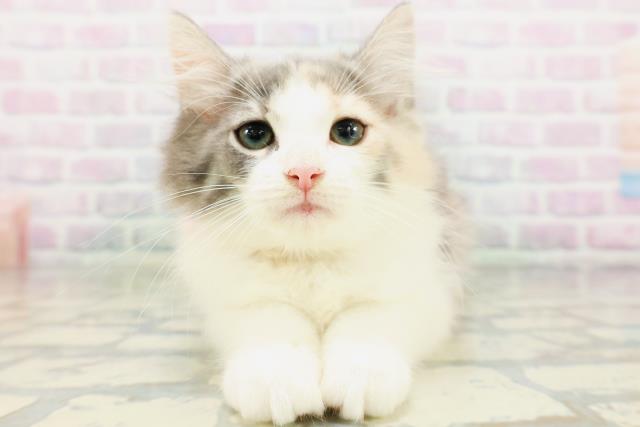 ノルウェージャン・フォレストキャット